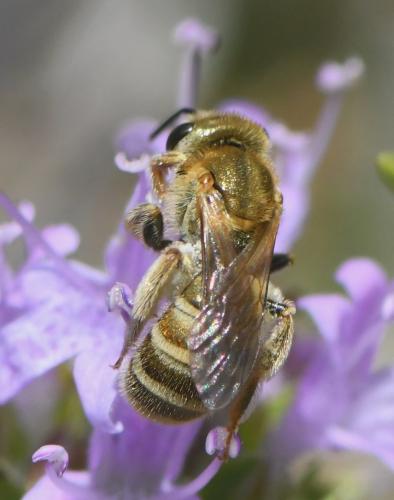 Seladonia subaurata